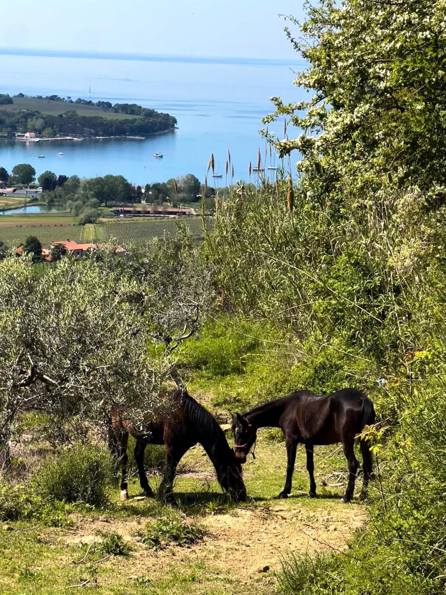 Na Kmetiji S Konji - Pogelsek Ankaran Exterior foto