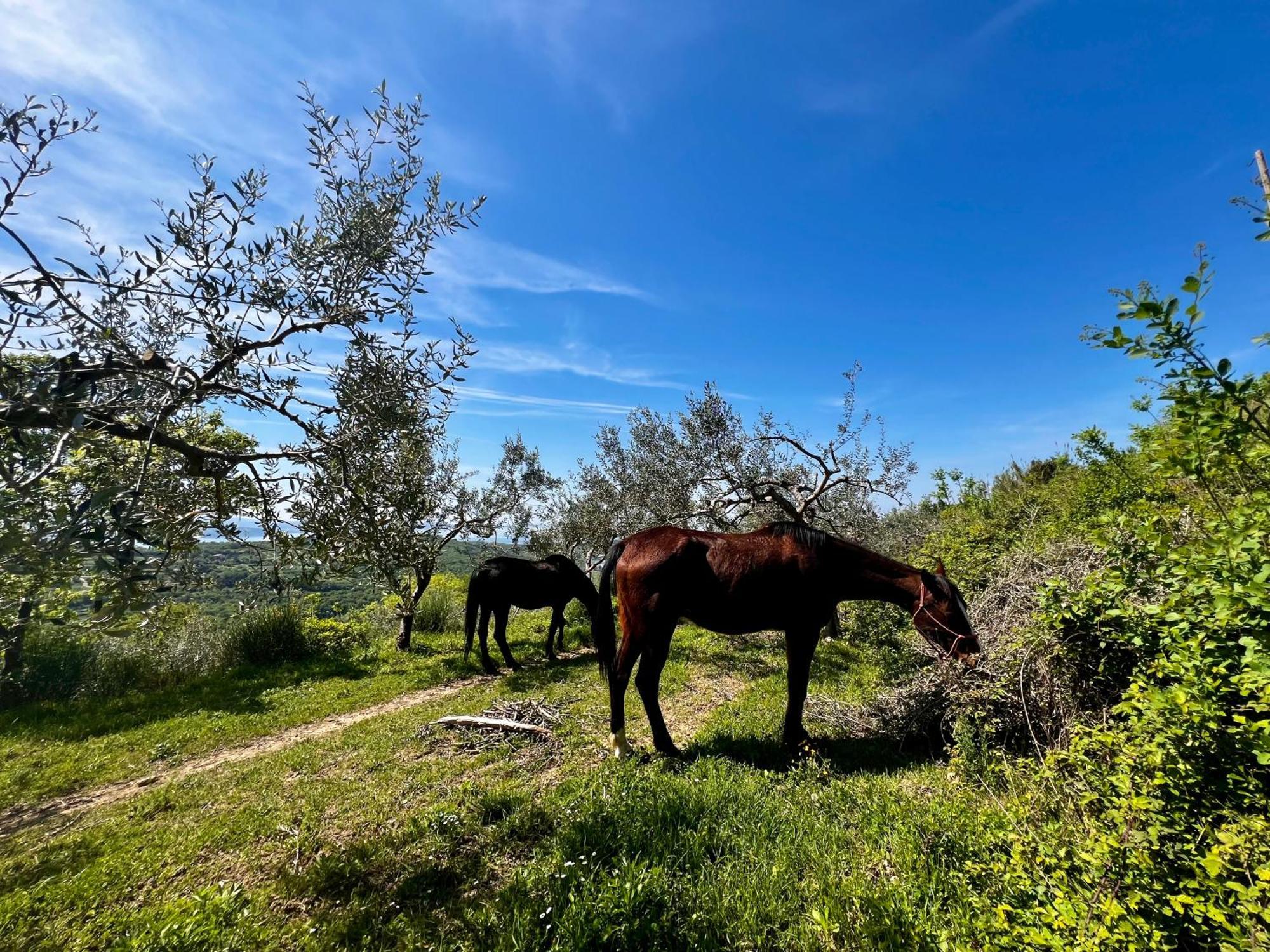 Na Kmetiji S Konji - Pogelsek Ankaran Exterior foto