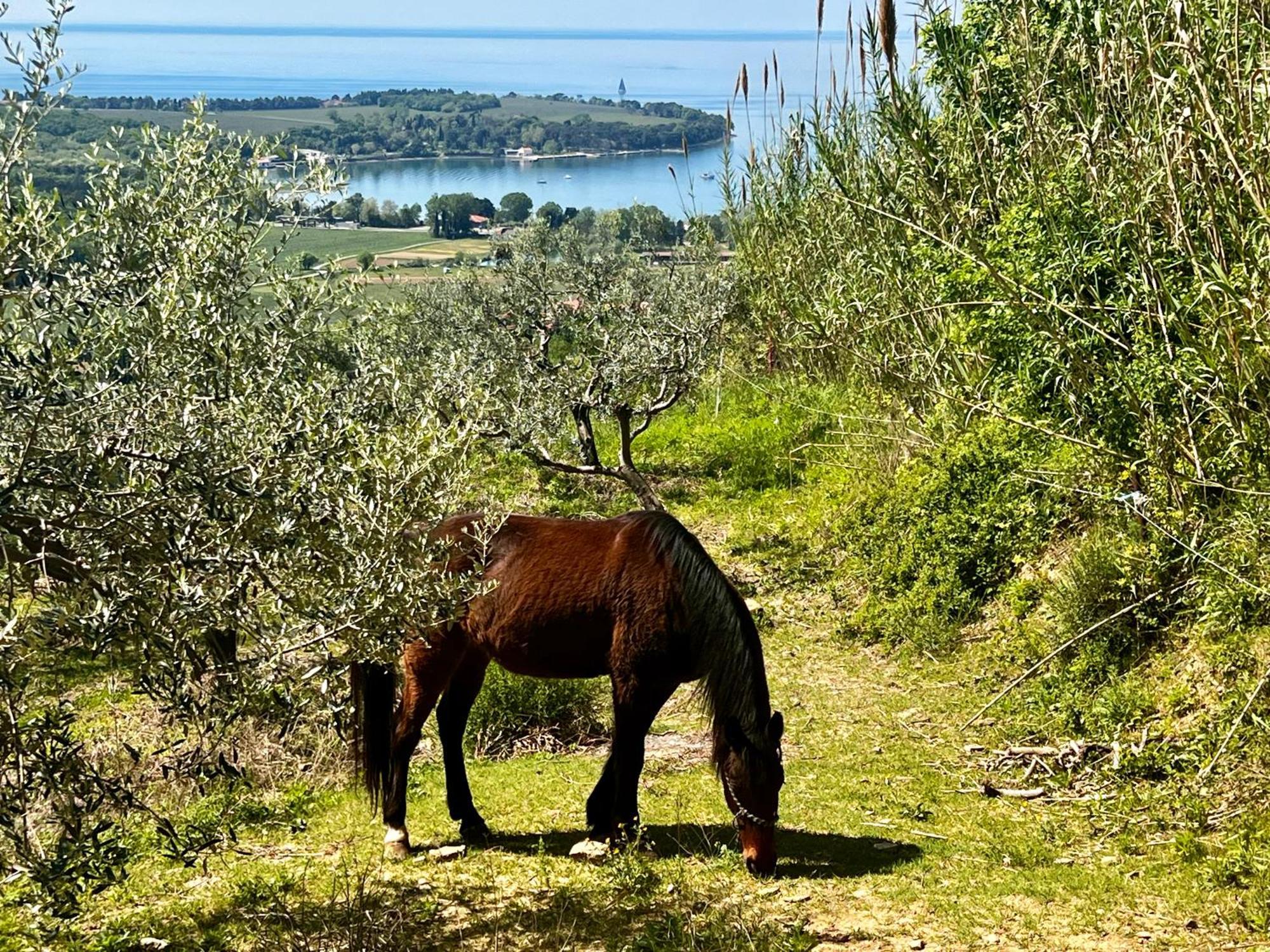 Na Kmetiji S Konji - Pogelsek Ankaran Exterior foto